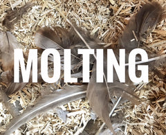 Molting - All your Questions answered