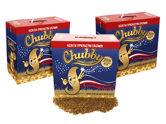 30Lbs Chubby North American Dried Mealworms (Montreal Grown) Recyclable Boxes Non-GMO
