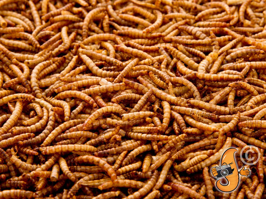 908g (2Lbs) Dried Chubby Mealworms - - 7