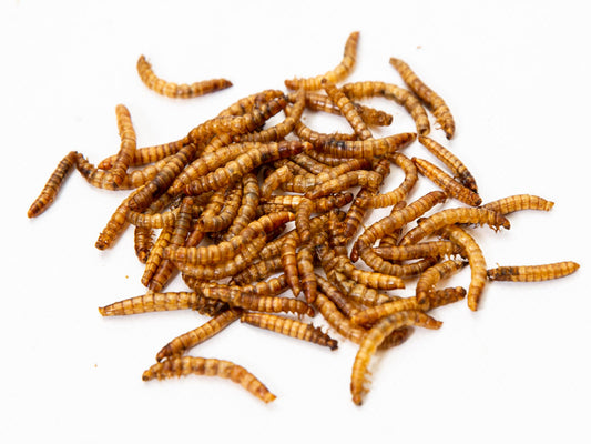 30Lbs Chubby North American Dried Mealworms (Montreal Grown) Recyclable Boxes Non-GMO