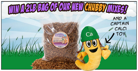 Win a 2lb bag of Chubby Mealworms Mix with Patara!