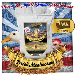 Win a Bag of US Grown Chubby Mealworms with Tilly's Nest