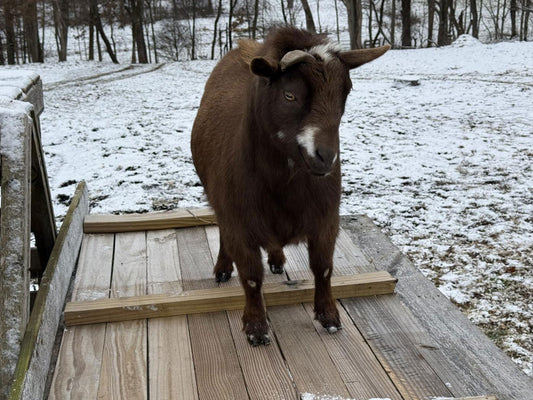 Dwight The Irrelevant Goat - Written By Brad Hauter of Coop Dreams