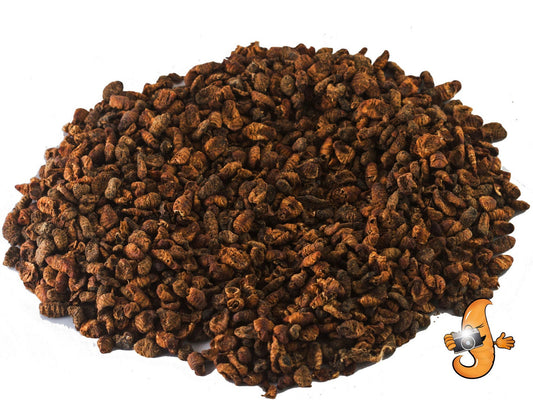 2Lbs Chubby Dried Silkworm Pupae - Chubby Mealworms