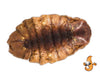 4Lb Chubby Dried Silkworm Pupae - Chubby Mealworms