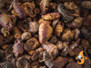 close up Chubby Dried Silkworm Pupae