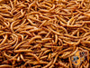 Dried Chubby Mealworms