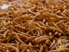 24.95Kg (55Lbs) Dried Chubby Mealworms -  - 7